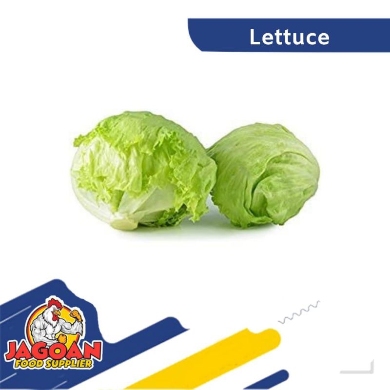 

LETTUCE HEAD 500 GRAM / LOTUS / ICE BERG LETTUCE / SAYURAN