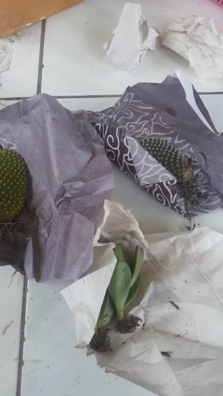 Kaktus Dan Sukulen Opuntia Mickey Ownroot
