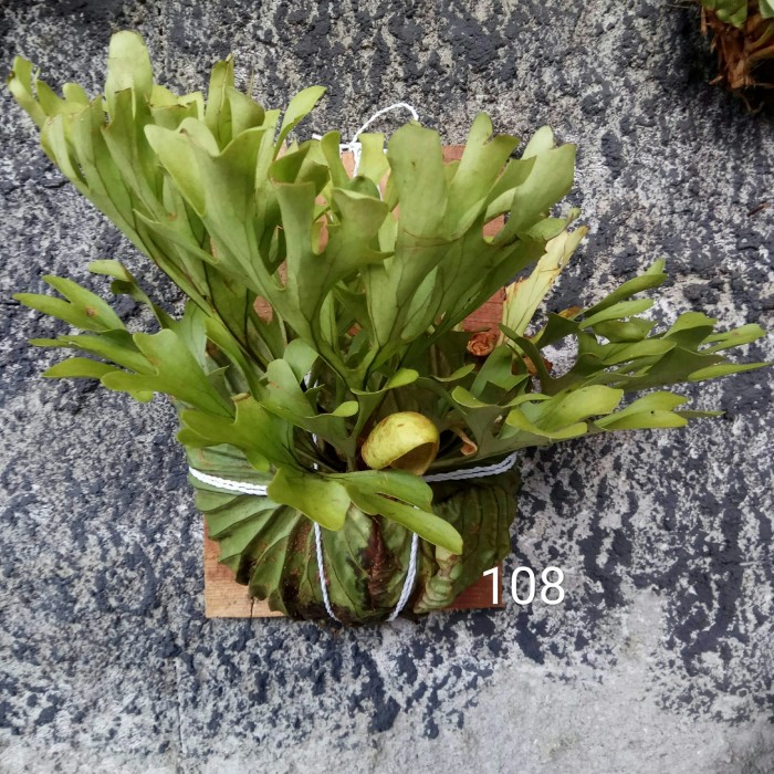 Harga Platycerium Ridleyi Tanduk Rusa Terbaru Mei 21 Biggo Indonesia