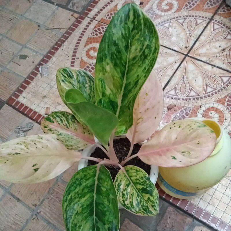 aglonema Obama induk mutasi Riel pict