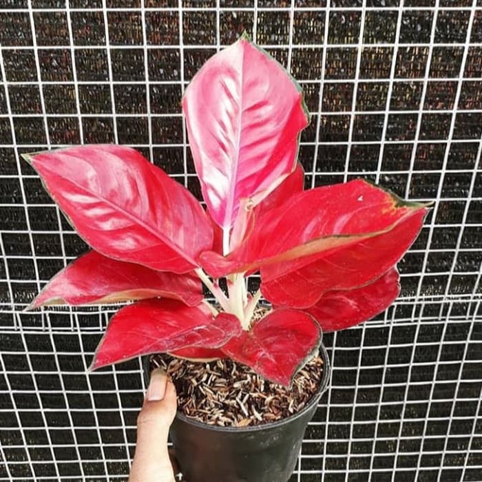 tanaman hias aglonema sucsom jaipong - pohon suksom jaipong murah meriah