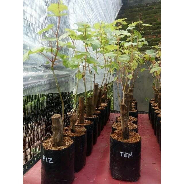 Bibit anggur import tenzan Grafting Siap Berbuah