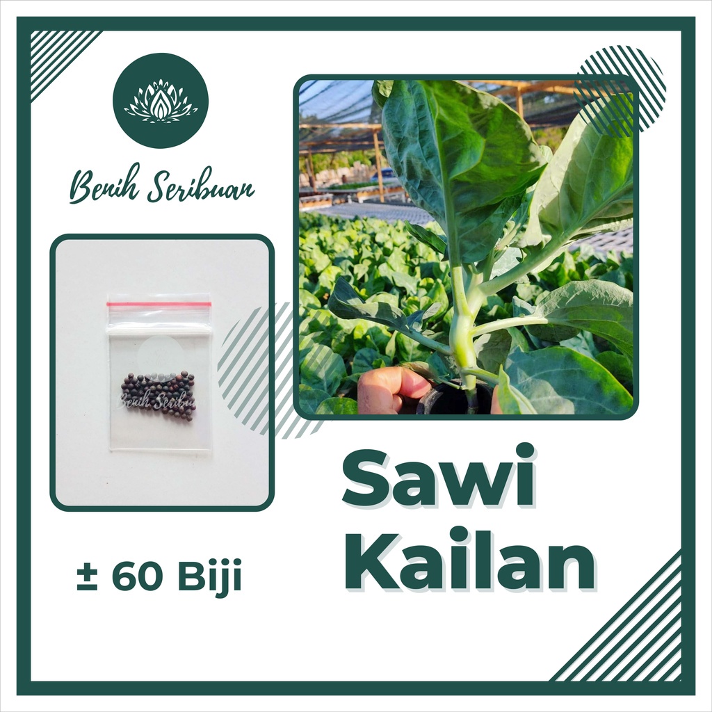 TERMURAH Bibit Sayuran Benih Sayur Paket Lengkap Tanaman Hidroponik Kangkung Bayam Cabe Sawi Unggul-SAWI KAILAN