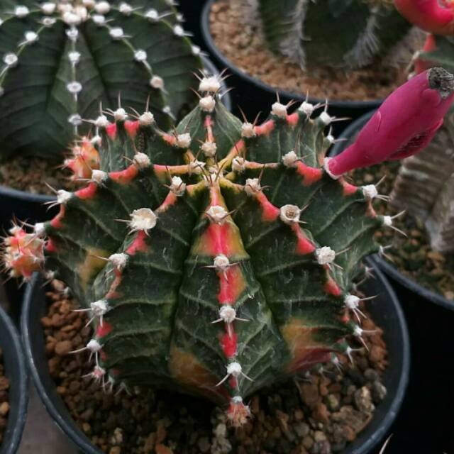 Paket 10pcs biji benih kaktus gymnocalycium mihanovichi starfire