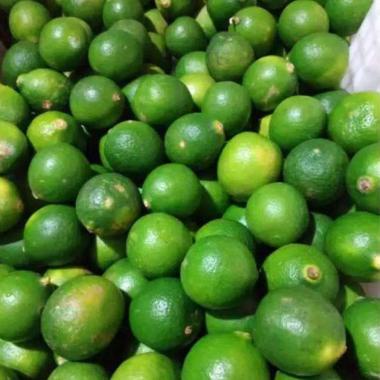 

Jeruk Nipis Segar petik dari pohon langsung