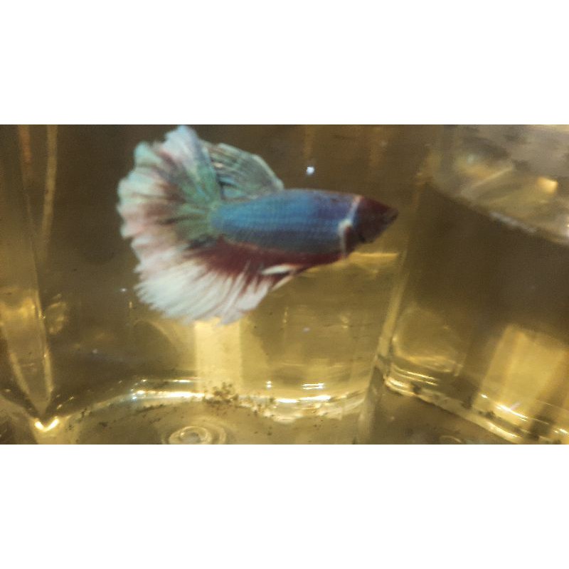 

ikan cupanghm