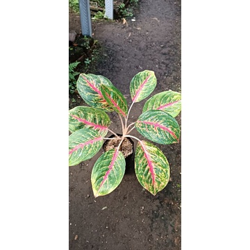 aglonema big papa jumbo