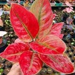 aglonema Ayunindi remaja asli