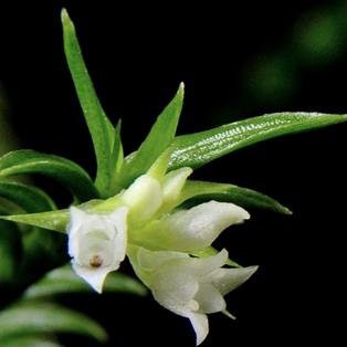 ANGGREK spesies apendicula elegans Bunga harum