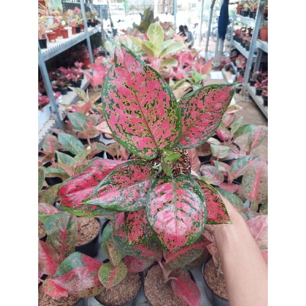 Aglonema Dut apple