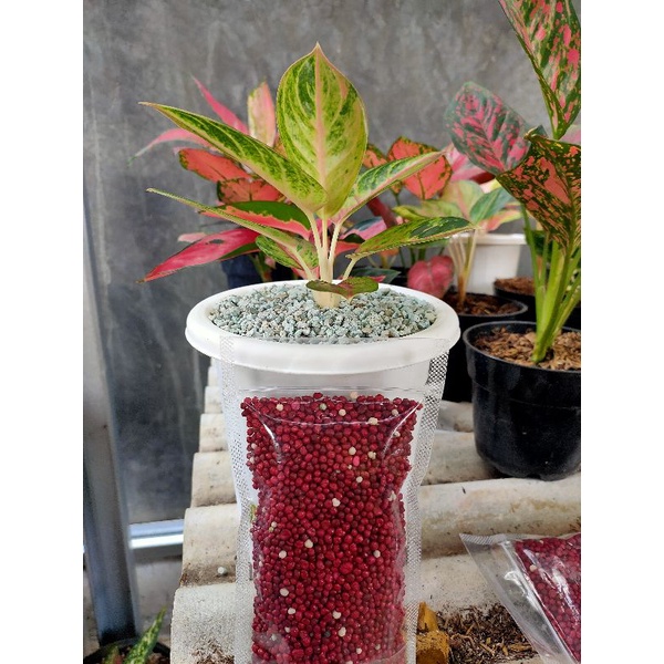 PUPUK SK COTE 19.10.13 200gram