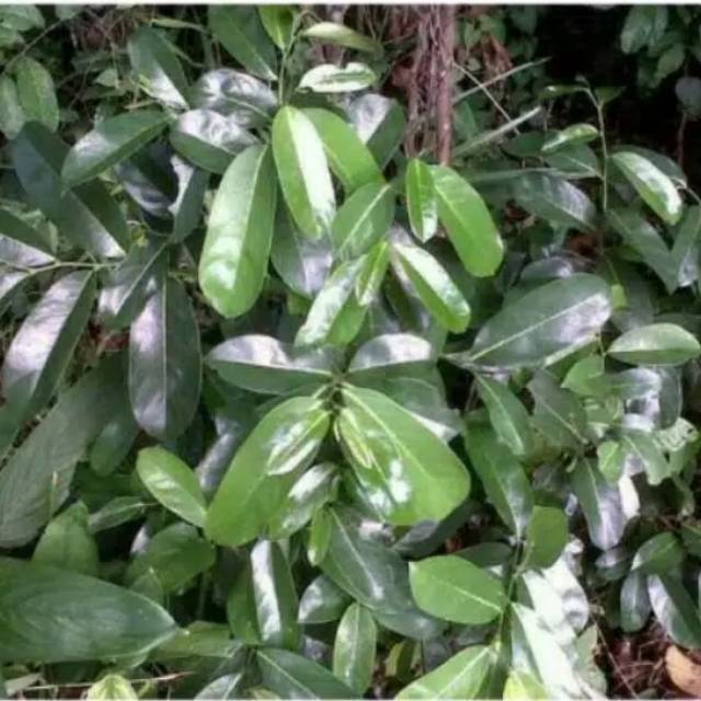 

Daun sirsak 100% alami 1 kg