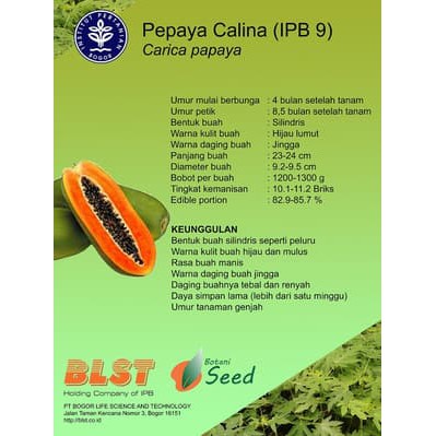 

Termurah Benih/Bibit Pepaya Calina (California) IPB 9 (Botani Seed) Terlaris