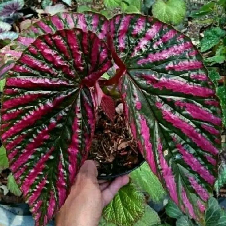  Tanaman hias begonia Rex walet Z3J1