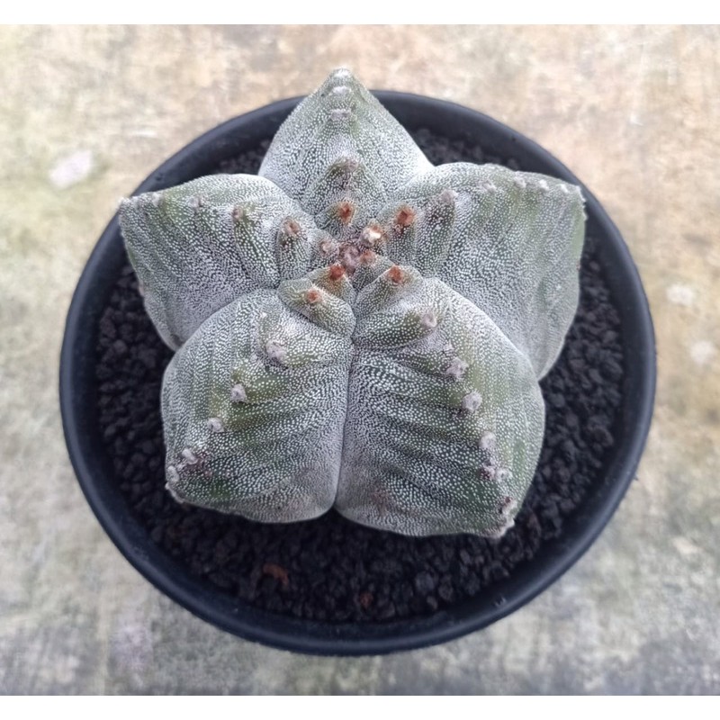 Astrophytum Kikko