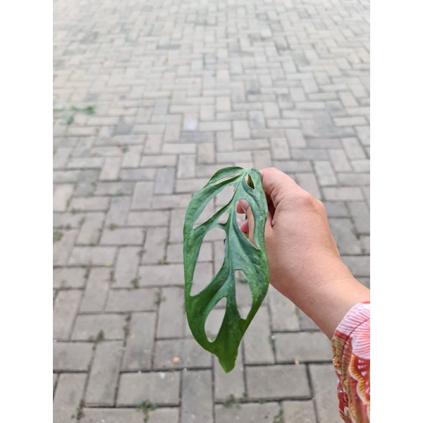 janda bolong varigata