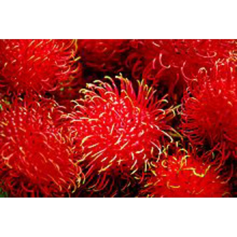 

rambutan premium