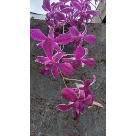 anggrek Caesar red dewasa