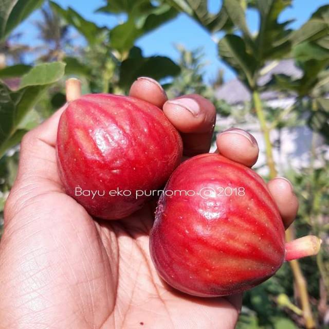 Bibit Buah Tin Salscorleon FC