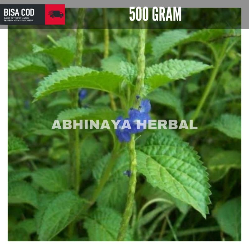 

Daun pecut kuda segar / herbal pecutan kuda 500 gram