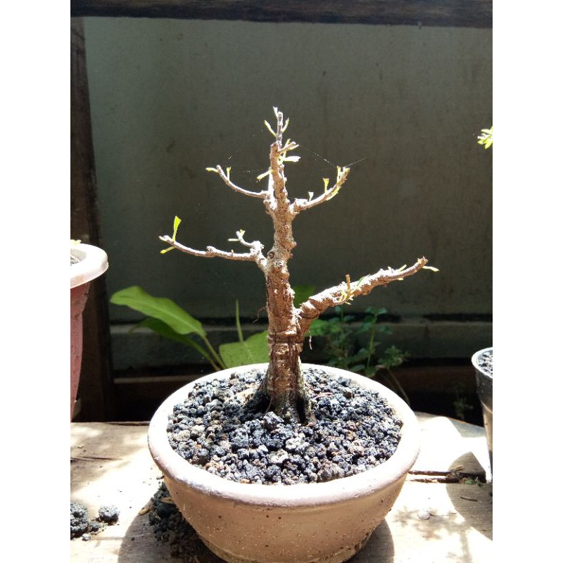mame bonsai ficus california