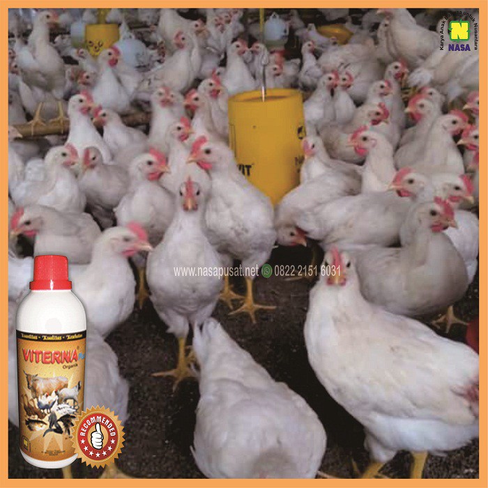 Vitamin Ayam Broiler Agar Cepat Besar