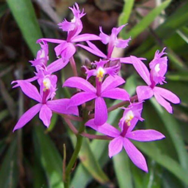 Epidendrum (anggrek tanah)