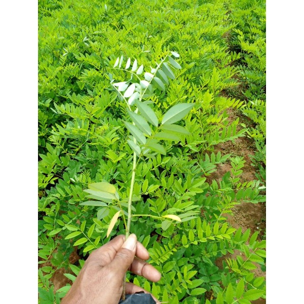 bibit indigofera