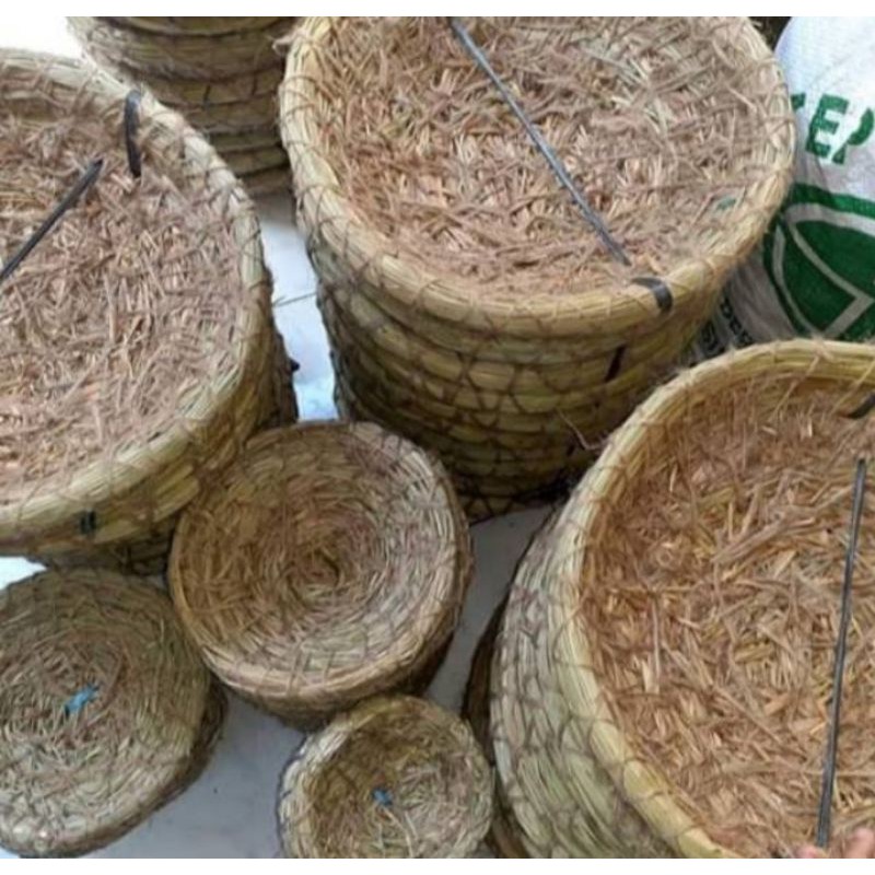 sarang burung perkutut