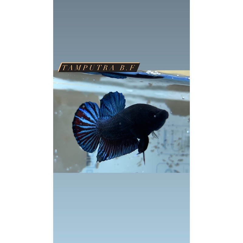 Cupang Adu / Fighter (MDS)