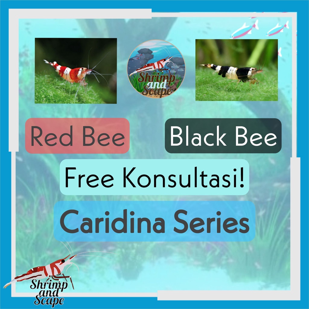 Caridina Series Red / Black Bee Udang Hias Aquascape