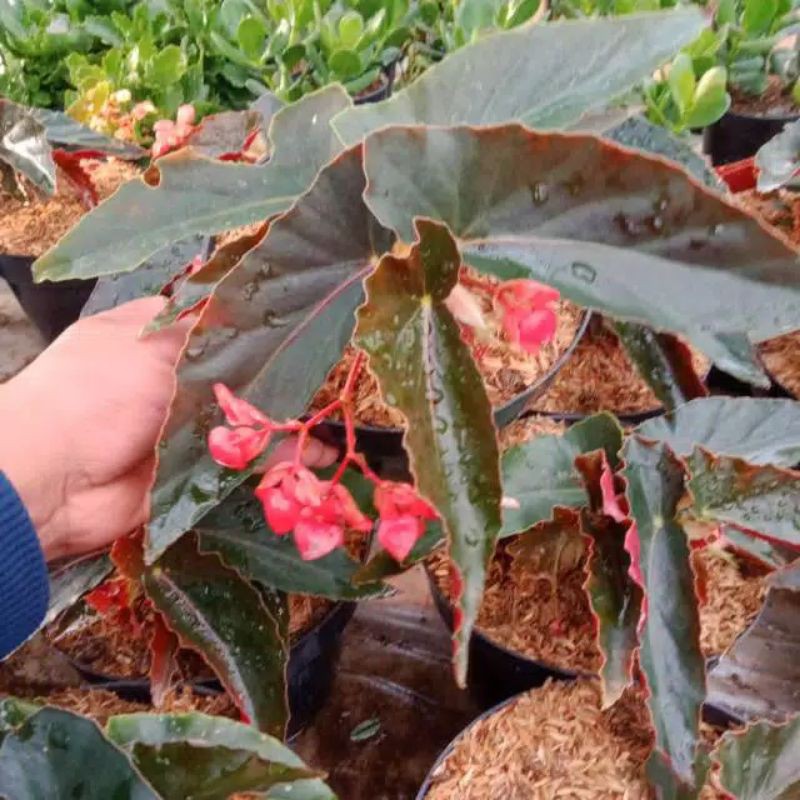 Tanaman Hias Begonia Bunga Api/Tanaman Bunga Hias Begonia Bunga Api/batwing