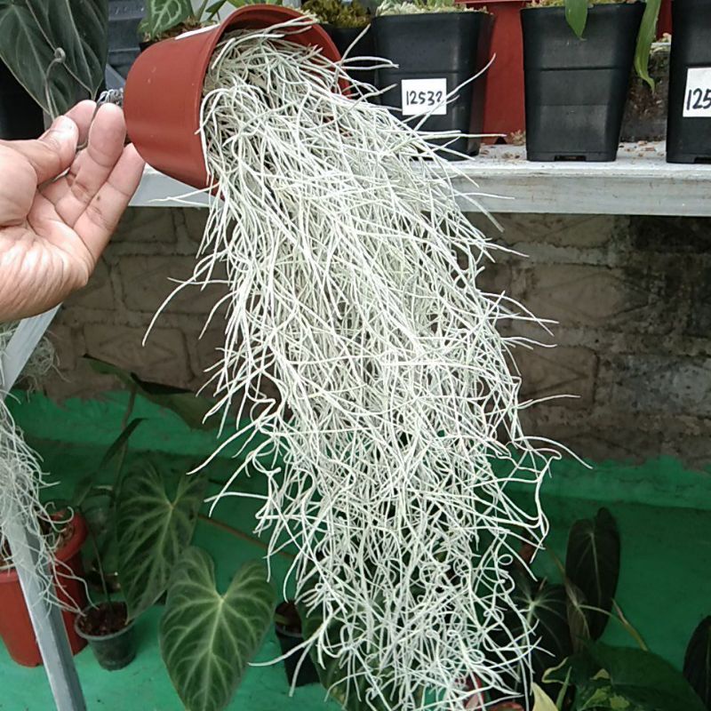 tillandsia/spanish moss/jenggot dewa