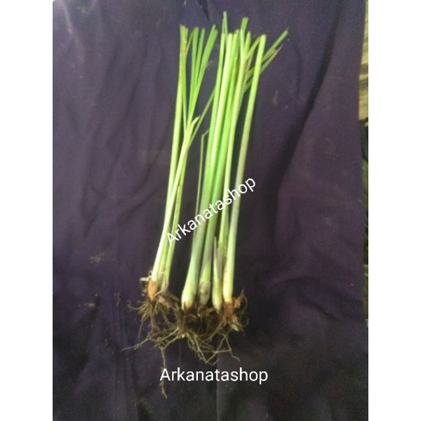 

bibit sereh sayur fres 500g 5000