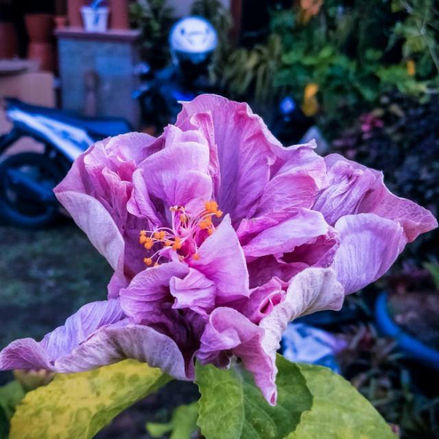 Tanaman hias hidup kembang sepatu purple - hiasan taman bunga hidup