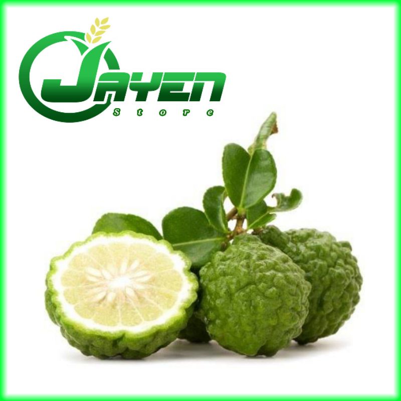 

BUAH JERUK PURUT SEGAR
