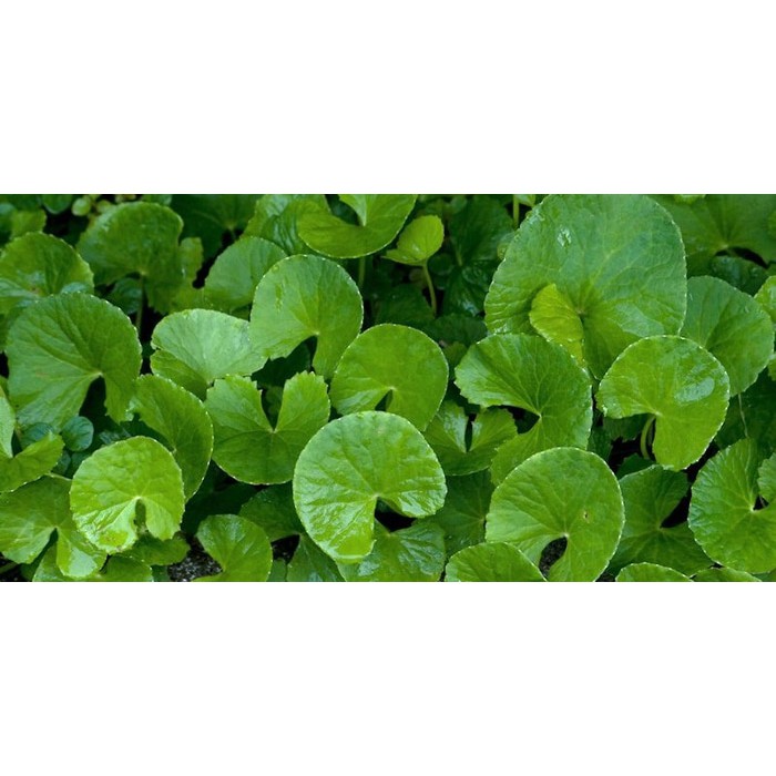 

Daun Pegagan Kering / Antanan - PremiumHerb 50gr