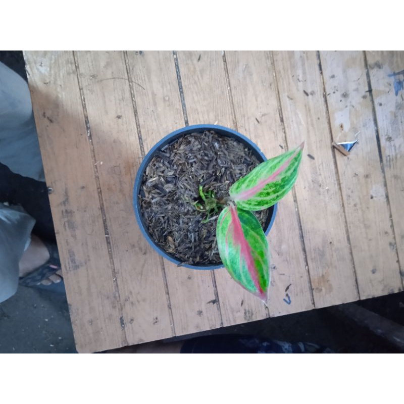 aglonema beby red panama