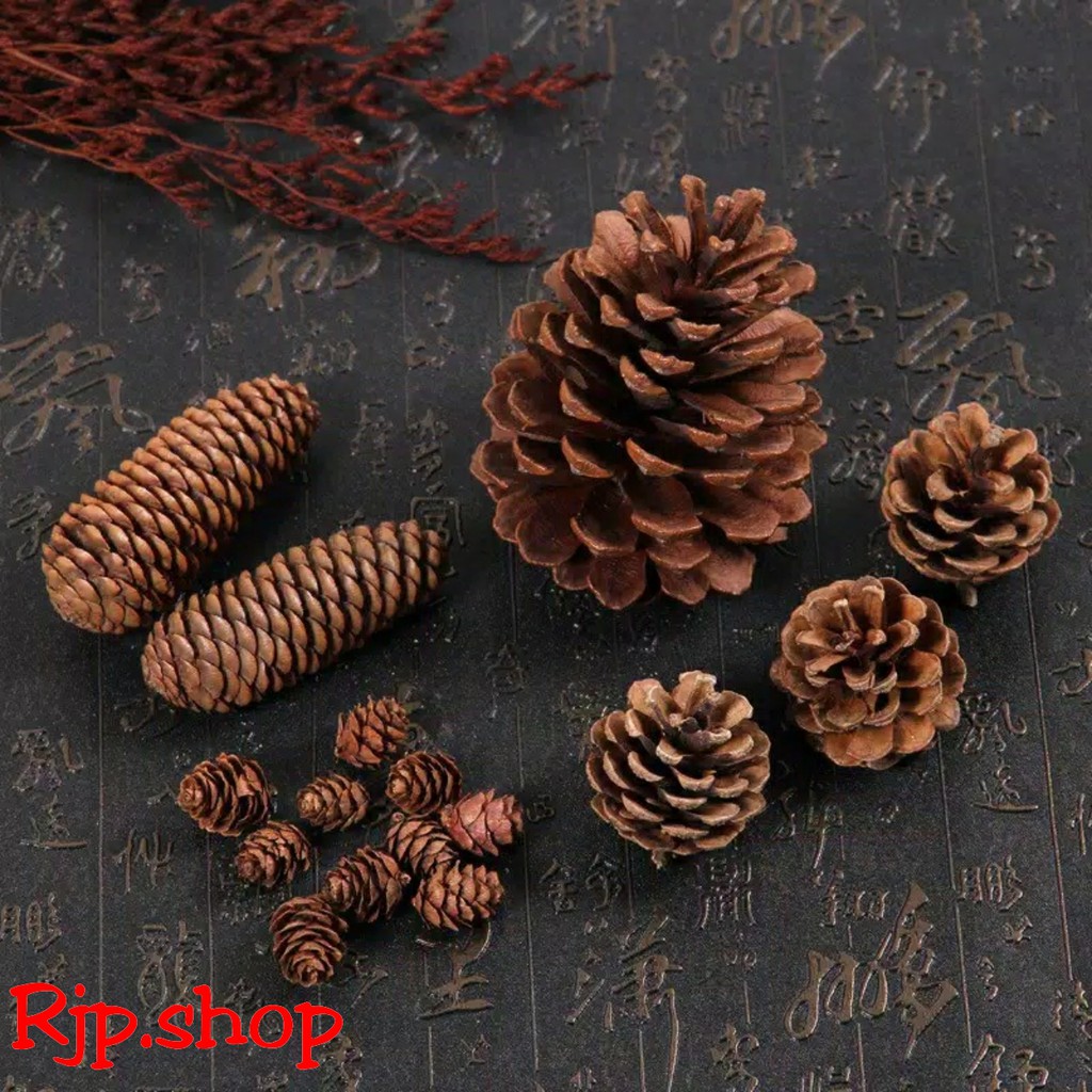 Jual Bunga Biji Pinus Pine Cone Bahan Rustic Alami Dried Flower Diy Dekorasi Mahar Fotografy 4652