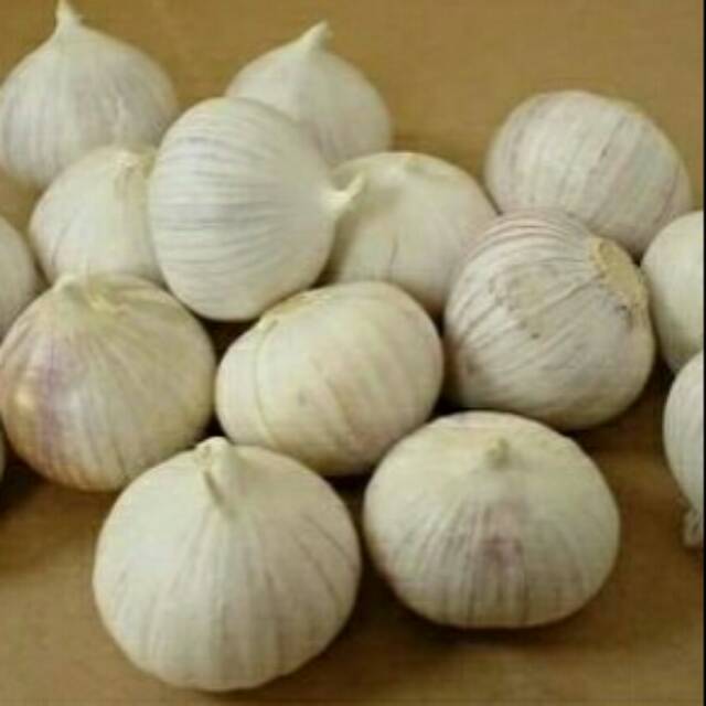 

Bawang putih tunggal