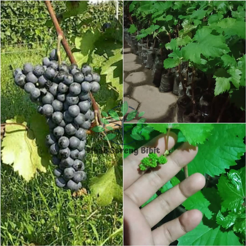 Paket Bibit Anggur Lokal isi 20 batang