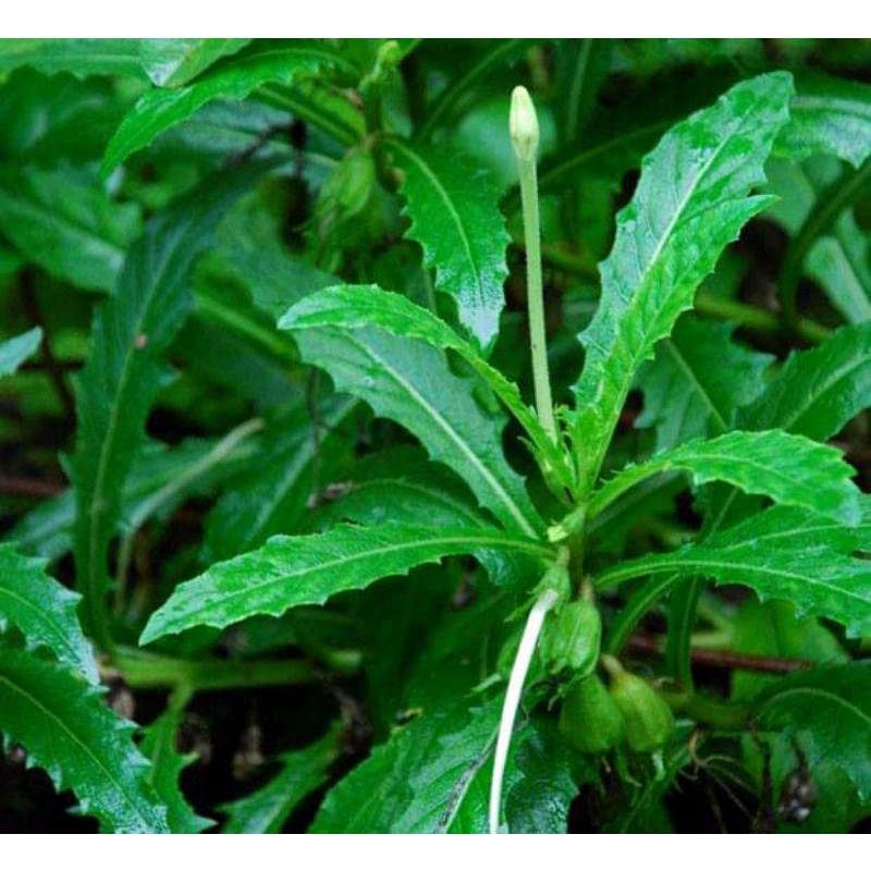 

Daun kitolod segar daun ki korejat paket 1 kg