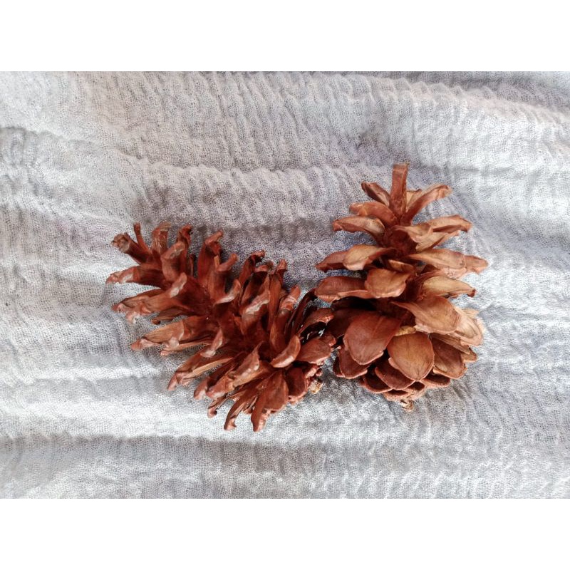 Pinus/Biji Pinus/Bunga Pinus/Biji Pinus Asli/Biji Pinus Kering/Hiasan