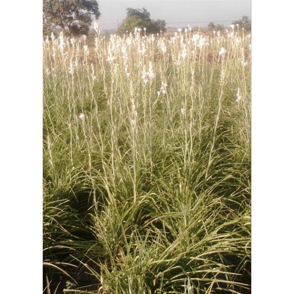 Bibit / Umbi Sedap malam grade A kiloan Bagus