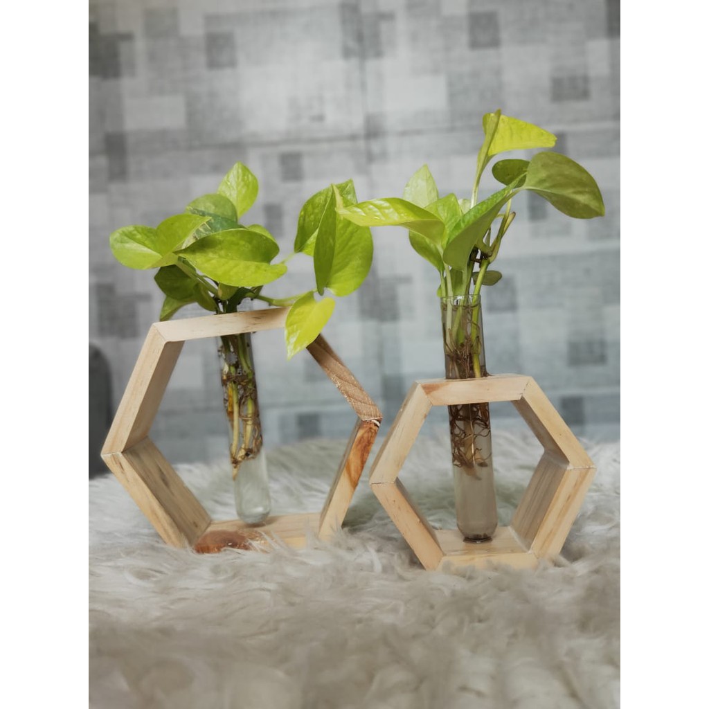 Pot Vas Bunga Tanaman Gelas Tabung Kaca Dan Kayu Hexagon Pot Vas Bunga Tanaman Gelas Tabung Kaca Dan Kayu Hexagon