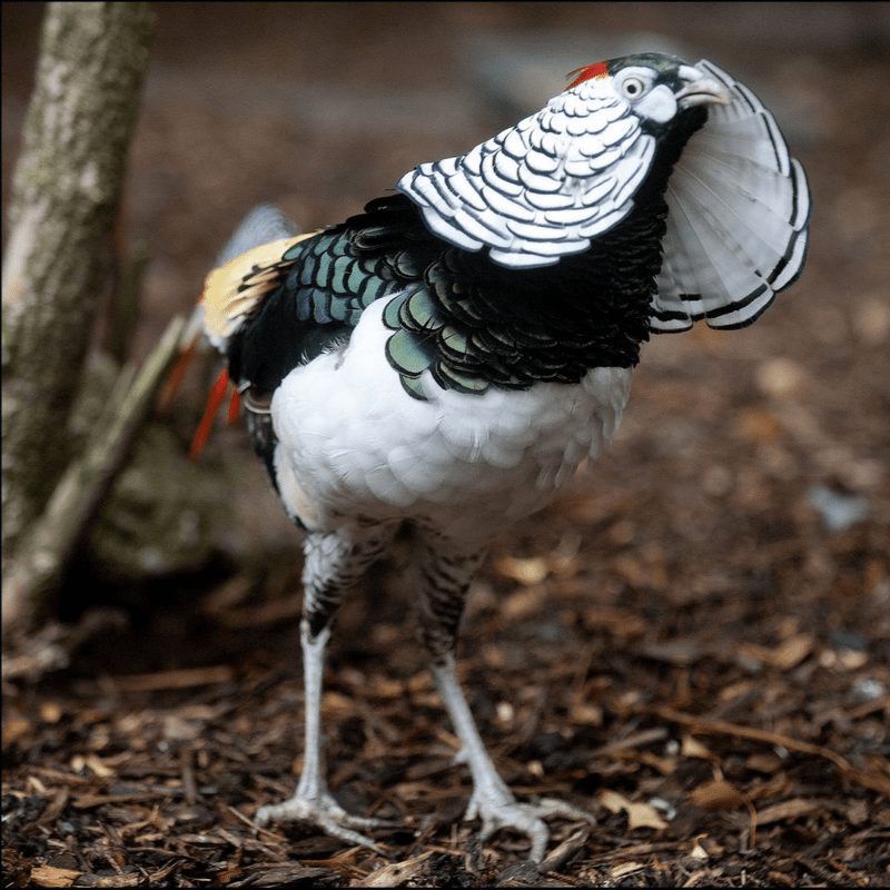 telur ayam hias jenis lady Amherst's Pheasant