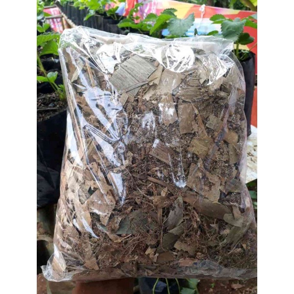 Media tanam humus bambu  // media tanam daun bambu