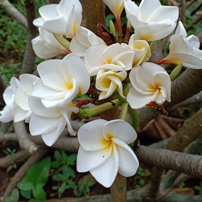 Bibit Stek Pohon Kamboja / Plumeria Bunga Putih Salju