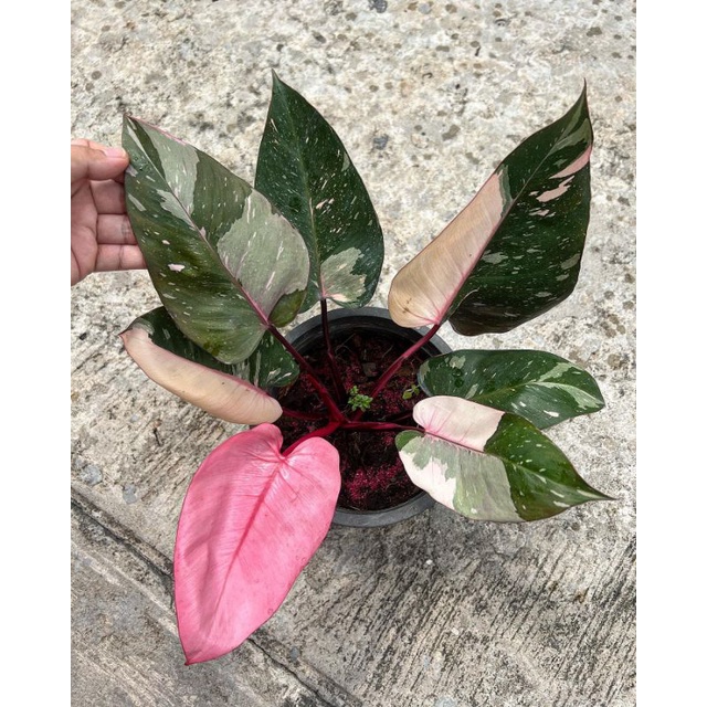 Philodendron Pink Princess Marble king