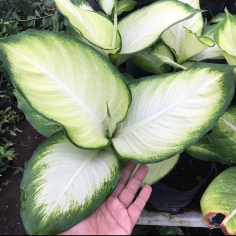 Pohon Tanaman Hias Aglounema diven tisu harmoni Aglonema Tisu Harmoni